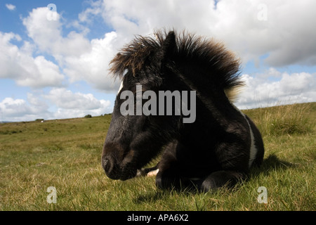 Black and White Dartmoor pony sitting in the morning sunlight. Dartmoor national park, Devon, UK Stock Photo