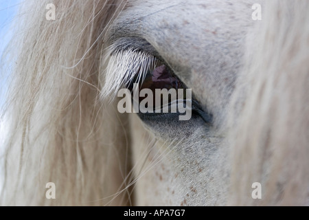 Dartmoor pony eye close-up Stock Photo