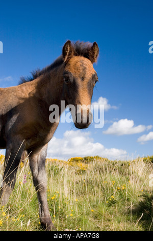 Dartmoor pony foal. Dartmoor national park, Devon, UK Stock Photo