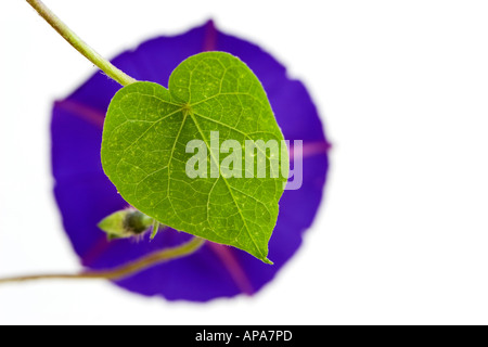 Ipomoea purpurea. Morning Glory heart shaped leaf and flower against white background Stock Photo