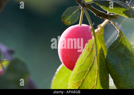 Prunus domestica. Victoria plum on tree Stock Photo