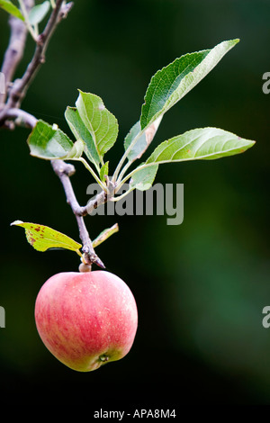 Malus domestica 'Royal Gala'. Single apple on tree branch against dark green background Stock Photo