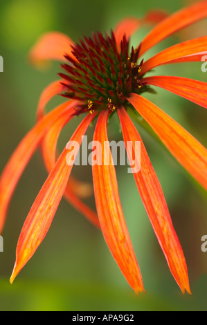 Echinacea Arts Pride Stock Photo