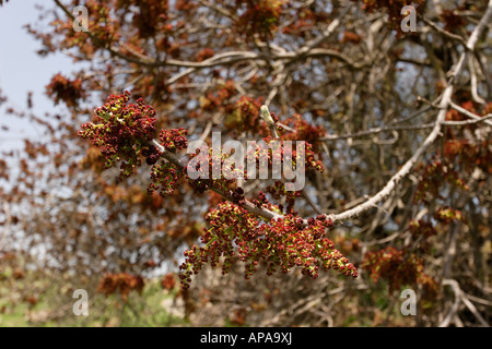 Israel the Upper Galilee Terebinth tree Pistacia Palaestina on Mount Meron Stock Photo