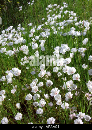 Meadowfoam Limnanthes douglasii var rosea flowers in spring Sacramento Valley California Stock Photo