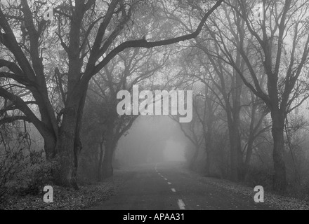 A small road winds through trees in the early morning tule fog in the Sacramento River delta Stock Photo