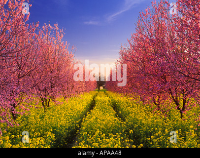 Pink peach blossoms with wild yellow mustard bloom in a peach orchard Stock Photo