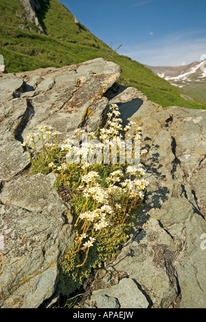 Mountain Saxifrage (Saxifraga paniculata, Saxifraga aizoon), flowering Stock Photo