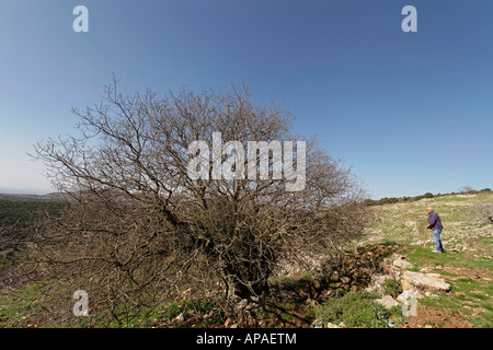 Israel the Upper Galilee Terebinth tree Pistacia Palaestina on Mount Meron Stock Photo