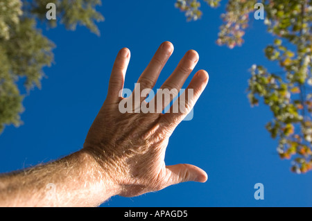 Outstretched white hand against blue sky and framed by leaves New Brunswick Canada Stock Photo