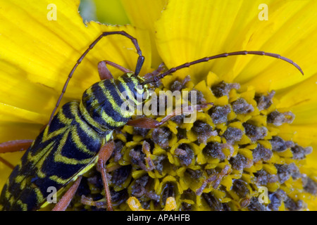 Locust borer beetle on yellow wildflower. Stock Photo