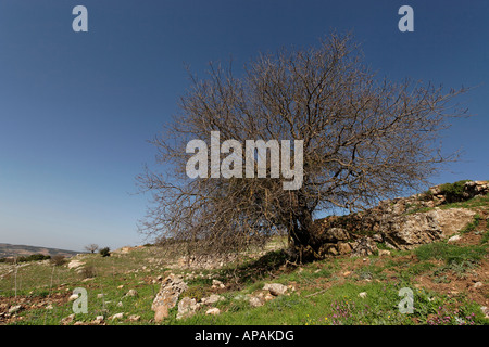 Israel the Upper Galilee Terebinth tree Pistacia Palaestina on Mount Meron Stock Photo