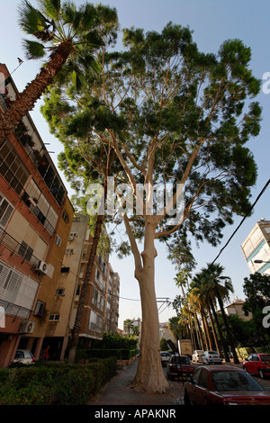 Israel Eucalyptus tree Eucalyptus Citriodora in Petach Tikvah Stock Photo