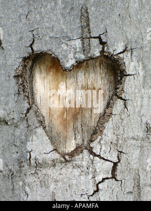 heart in a tree Herz in Baumrinde Stock Photo