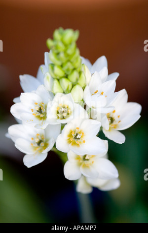 Wonder-flower chincherinchee ornithogalum thyrsoides origin : Cape , South Africa Stock Photo