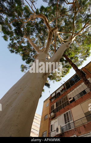 Israel Eucalyptus tree Eucalyptus Citriodora in Petach Tikvah Stock Photo