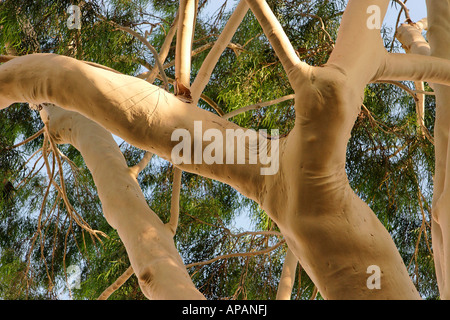 Israel Eucalyptus tree Eucalyptus Citriodora in Petach Tikvah Stock Photo