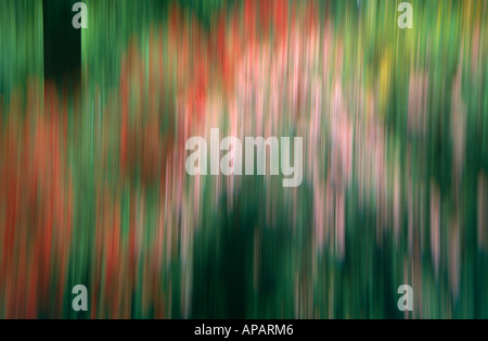 Impression of Azalea Spring Colour and Tree Trunk, Bushy Park, Teddington, Middlesex, London, England, UK Stock Photo