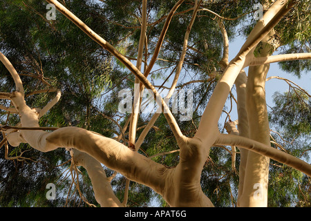 Israel Eucalyptus tree Eucalyptus Citriodora in Petach Tikvah Stock Photo