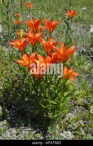 Close-up on Western Wood Lily Stock Photo