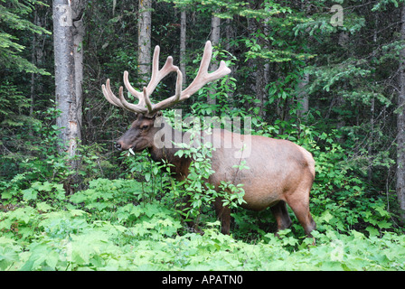 Bull Elk browsing bushes. Stock Photo