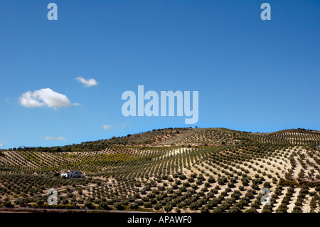 Spain, Landscape  - Fields Of Olives Trees in Andalucia, Spain Stock Photo