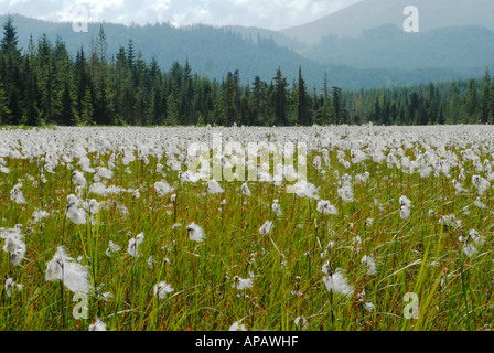Wonderful display of Cotton-grass Stock Photo