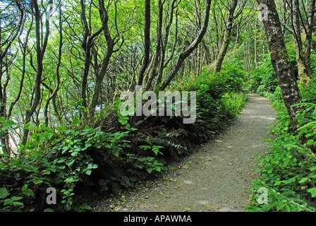 Footpath through the coastal woodland of Pacific Rim National Park Stock Photo