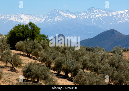 Spain, Andalucia landscape - Fields of olive trees against the snowy Alpujarras Mountains near Granada, Andalusia Stock Photo