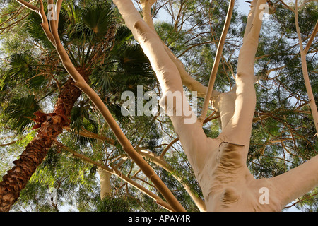 Israel Eucalyptus tree Eucalyptus Citriodora in Petach Tikvah Stock Photo