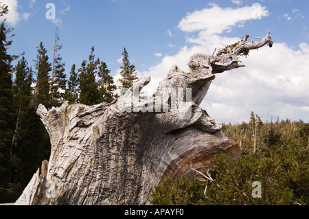 old worn snag tree trunk sun bleached along edge of forest with blue sky and cumulous clouds behind in Desolation Wilderness Stock Photo