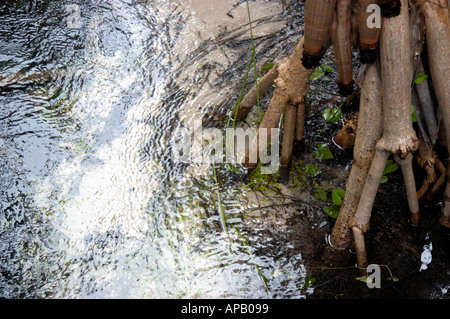 The mangrove swamps of Yidney Scrub Rain Forest on Fraser Island Queensland Australia Home to Satinay trees Brush Box Picca Stock Photo