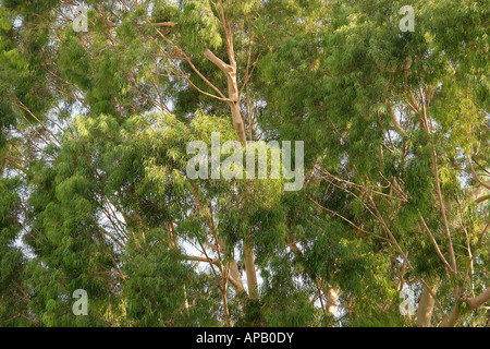 Israel Eucalyptus tree Eucalyptus Citriodora in Petach Tikvah Stock Photo