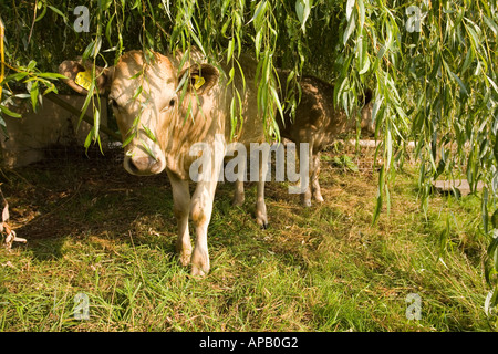 Calf in the shade of a willow tree, Devon England. Stock Photo