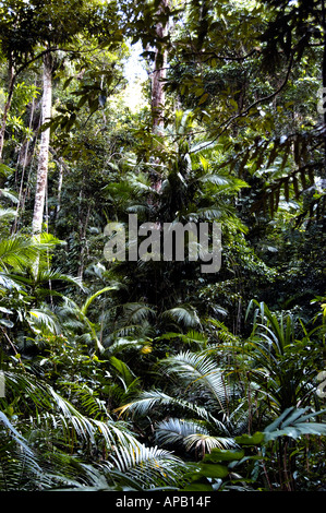 Rainforest at Daintree National Park Northern Queensland Australia Stock Photo