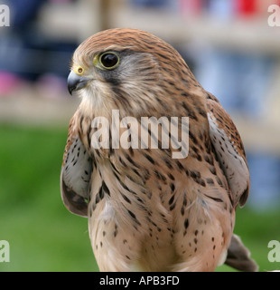 Female kestrel Stock Photo