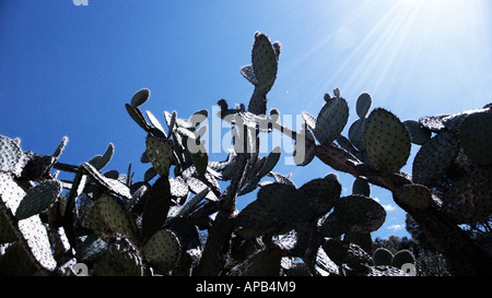 Cacti against a blue sky Stock Photo