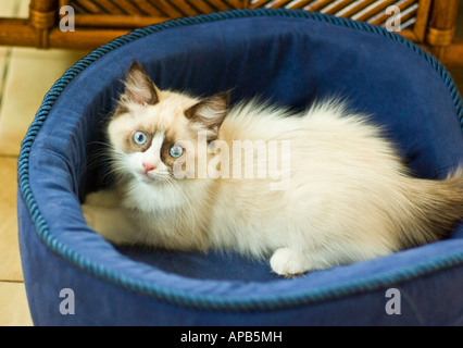 Lucy a three months old female Ragdoll cat kitten resting in her blue bed Stock Photo