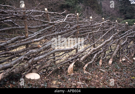 Near Beddgelert Snowdonia typical example of winter hedge layering to form fence around farmers field North Wales UK Stock Photo