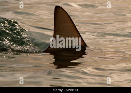 Blacktip shark Carcharhinus limbatus Bahamas Atlantic Ocean