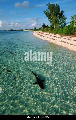 Blacktip shark Carcharhinus limbatus Bahamas Atlantic Ocean