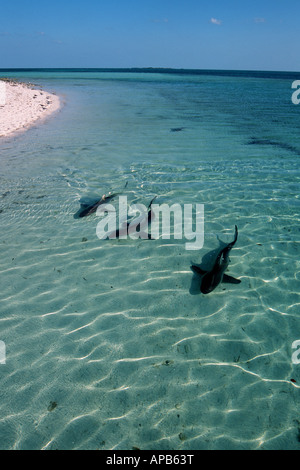 Blacktip shark Carcharhinus limbatus Bahamas Atlantic Ocean