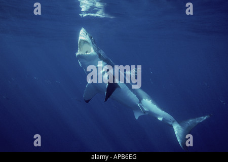White shark Carcharhodon carcharias Gaudalupe Island Pacific Ocean Stock Photo
