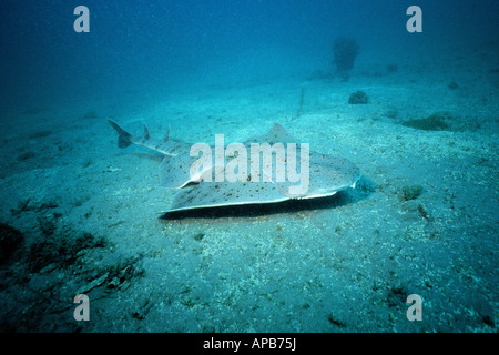 Pacific angel shark Squatina californica Stock Photo