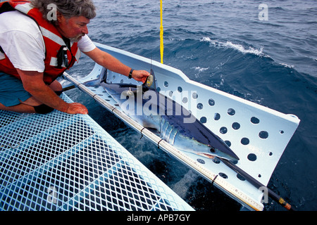Mako shark Isurus oxyrinchus tagging California Pacific Ocean Stock Photo