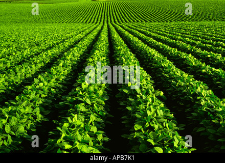 Agriculture - Sloping healthy semi-mature mid growth soybean field / Iowa, USA. Stock Photo