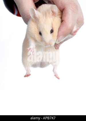 A hamster being held and carried. Stock Photo