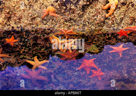 Seastars in tidepool Stock Photo