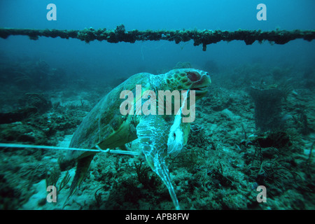 Loggerhead sea turtle entanglement Stock Photo