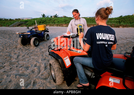 Leatherback turtle nest monitoring Stock Photo